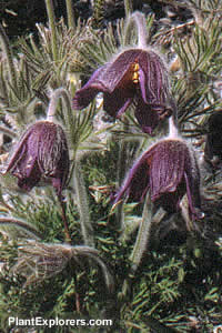 Pulsatilla montana