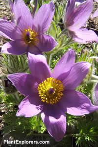 Pulsatilla patens