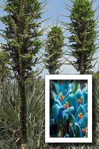 Puya berteroniana