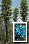 Puya berteroniana