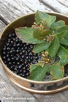 Rhamnus purshianus