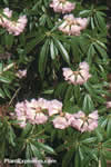 Rhododendron argyrophyllum