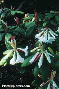 Rhododendron auriculatum