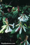 Rhododendron auriculatum
