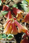 Rhododendron cinnabarinum