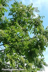 Rhus verniciflua