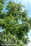 Rhus verniciflua