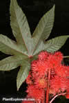 Ricinus communis 'Impala'