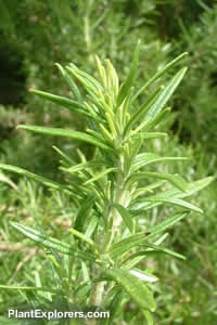 Rosemary