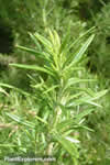 Rosmarinus officinalis