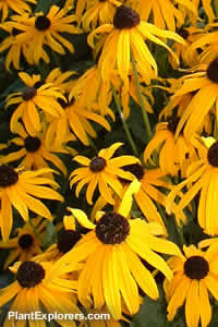 Rudbeckia hirta