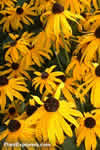 Rudbeckia hirta