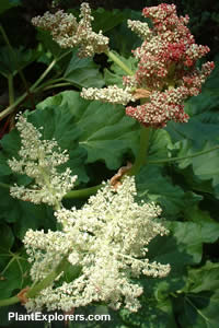 Rheum australe