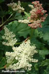 Rheum australe
