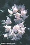 Rhododendron aberconwayi