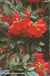 Rhododendron arboreum