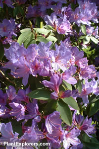 Rhododendron augustinii