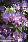 Rhododendron augustinii