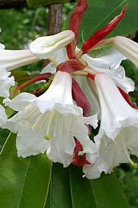 Rhododendron auriculatum