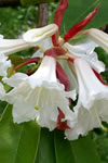 Rhododendron auriculatum
