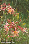 Rhododendron austrinum