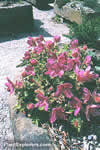 Rhododendron camtschaticum