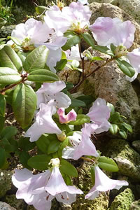 Rhododendron ciliatum
