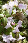 Rhododendron ciliatum