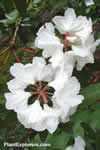 Rhododendron decorum