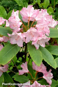 Rhododendron macrophyllum