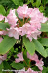 Rhododendron macrophyllum