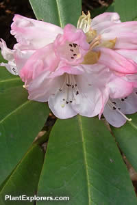 Rhododendron maculiferum subsp. maculiferum