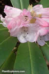 Rhododendron maculiferum subsp. maculiferum