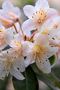 Rhododendron mekongense 'rubrolineatum'