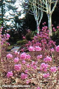 Rhododendron mucronulatum