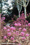 Rhododendron mucronulatum