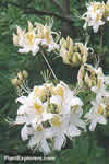 Rhododendron occidentale