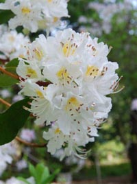 Rhododendron oreodoxa