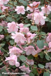 Rhododendron williamsianum