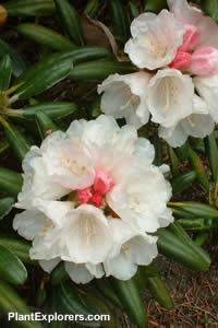 Rhododendron yakushimanum