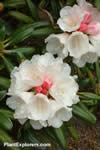 Rhododendron yakushimanum