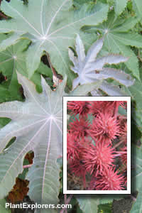 Ricinus communis 'Carmencita Pink'