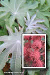 Ricinus communis 'Carmencita Pink'