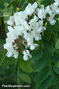 Robinia pseudoacacia