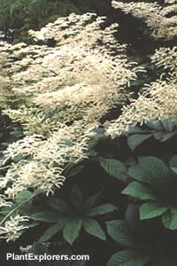 Rodgersia aesculifolia