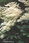 Rodgersia aesculifolia