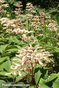 Rodgersia sambucifolia