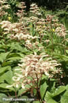 Rodgersia sambucifolia