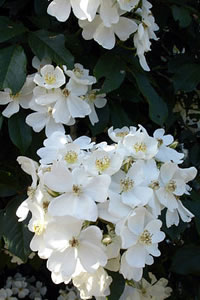 Rosa filipes 'Kiftsgate'