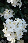 Rosa filipes 'Kiftsgate'